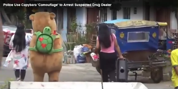 Capybara Arrests Drug Dealer!