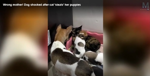 Cat kidnapped puppies!